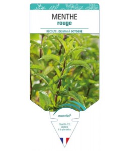 MENTHE rouge