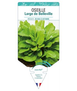 OSEILLE Large de Belleville