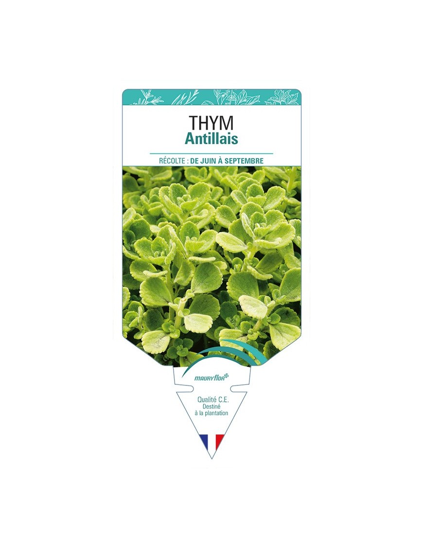 THYM Antillais