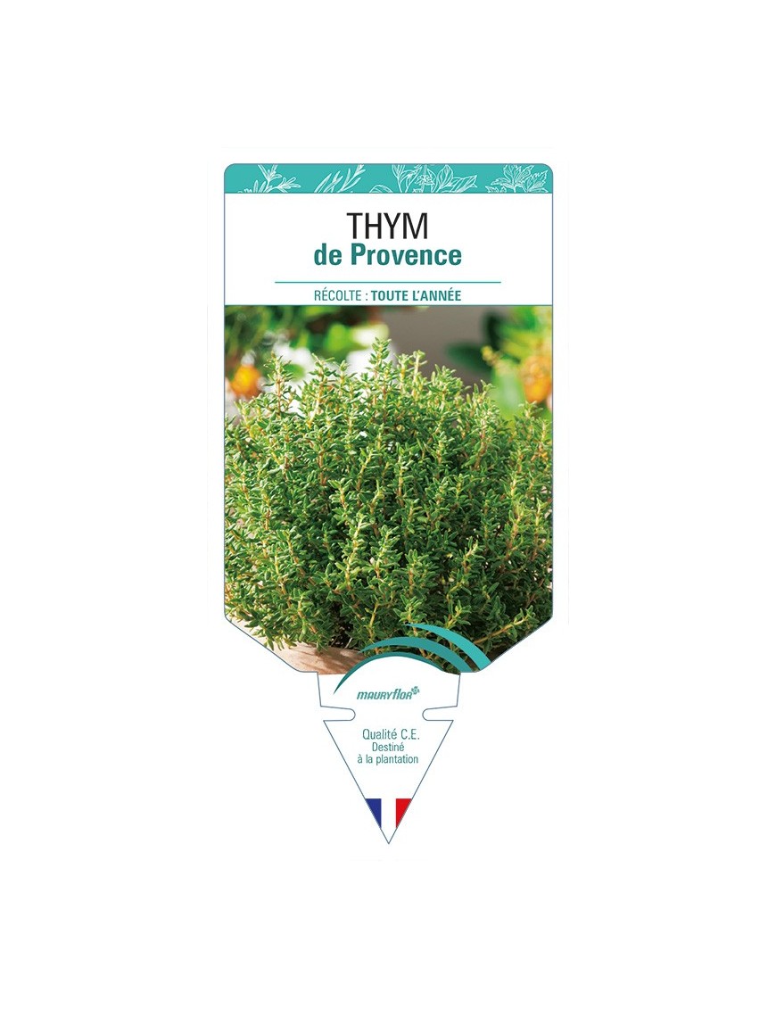 THYM de Provence