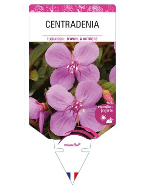 CENTRADENIA