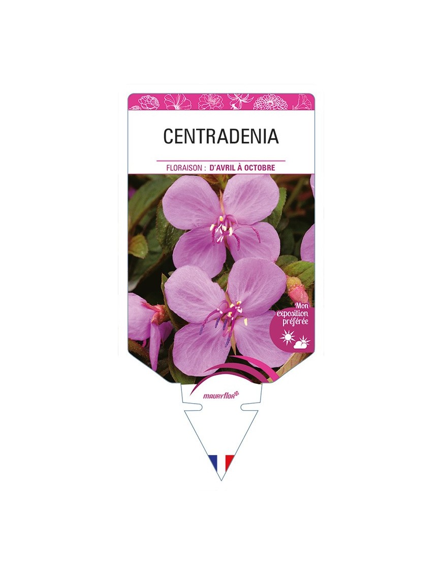 CENTRADENIA