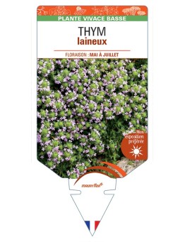 THYMUS praecox pseudolanuginosus voir Thym laineux