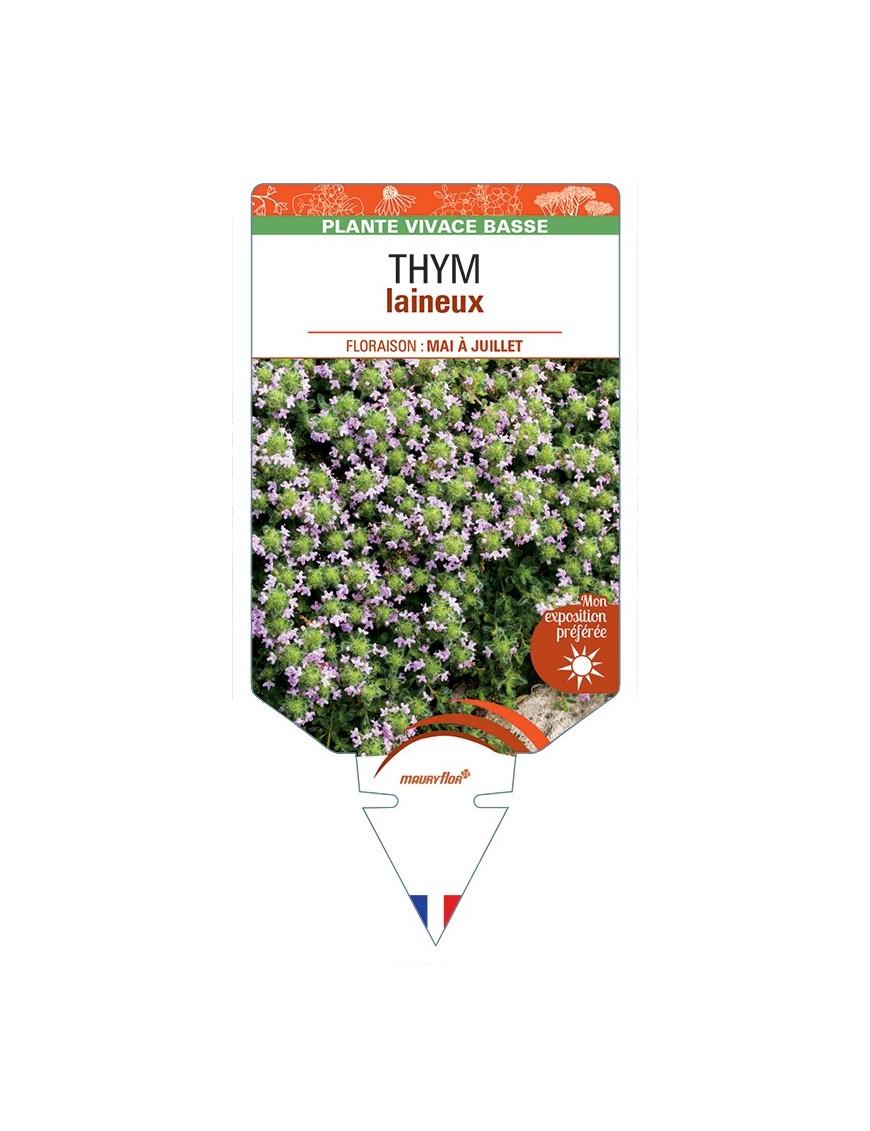 THYMUS praecox pseudolanuginosus voir Thym laineux