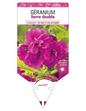 GÉRANIUM lierre double (fuchsia)