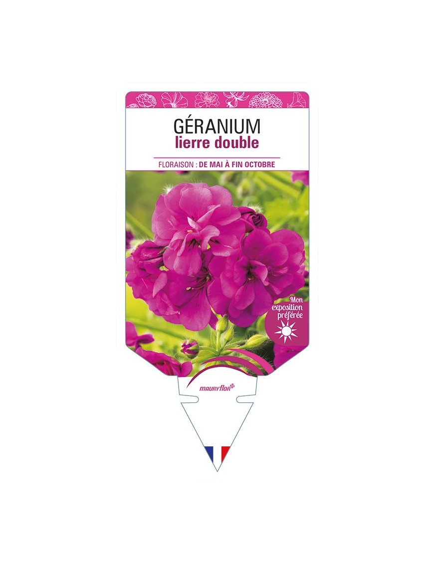 GÉRANIUM lierre double (fuchsia)