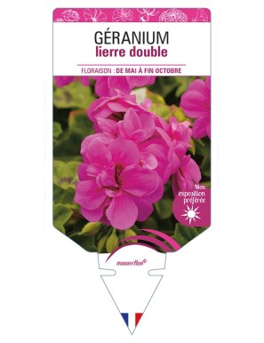 GÉRANIUM lierre double (rose foncé)