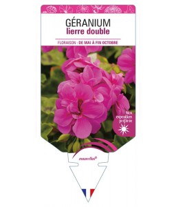 GÉRANIUM lierre double (rose foncé)