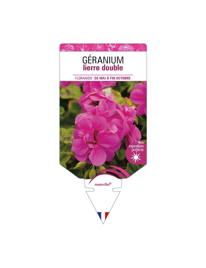 GÉRANIUM lierre double (rose foncé)