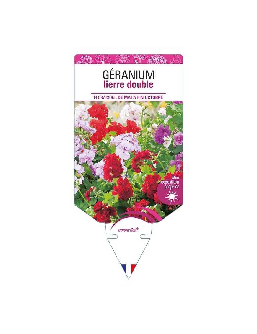 GÉRANIUM lierre double (varié)