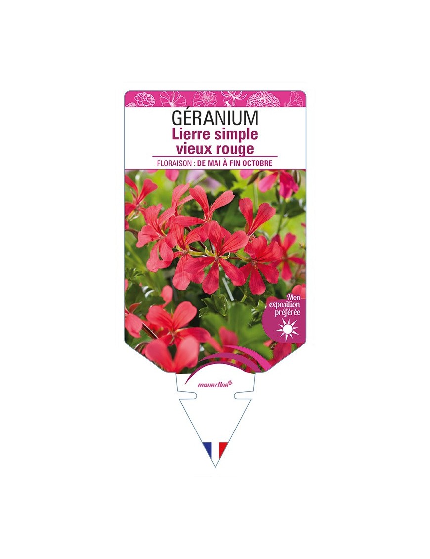 GÉRANIUM lierre simple vieux rouge