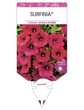 SURFINIA® (rouge)