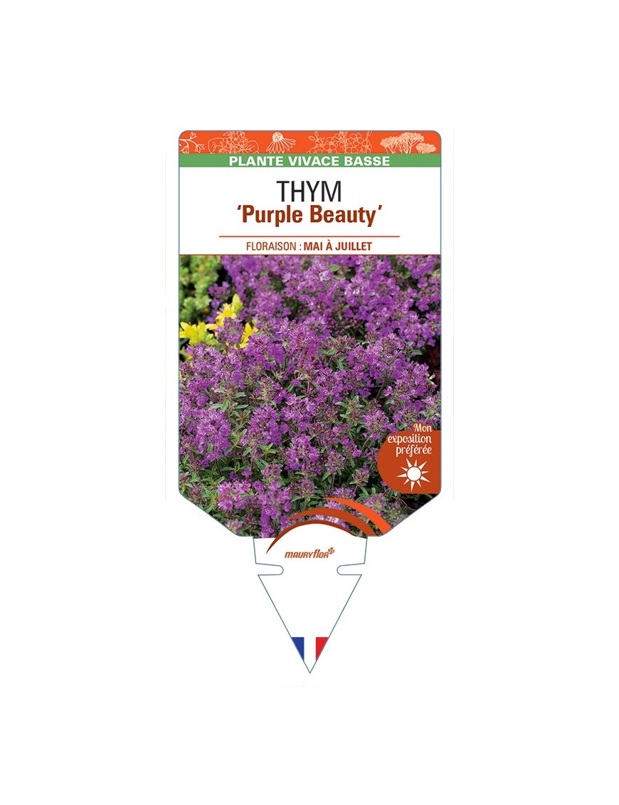 THYMUS praecox Purple Beauty voir Thym