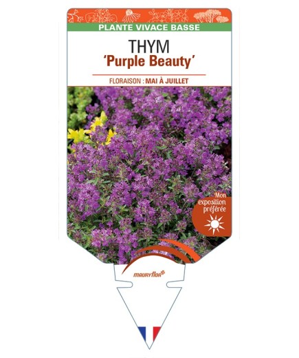 THYMUS praecox Purple Beauty voir Thym