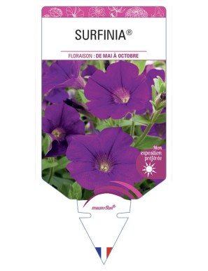 SURFINIA® (pourpre)