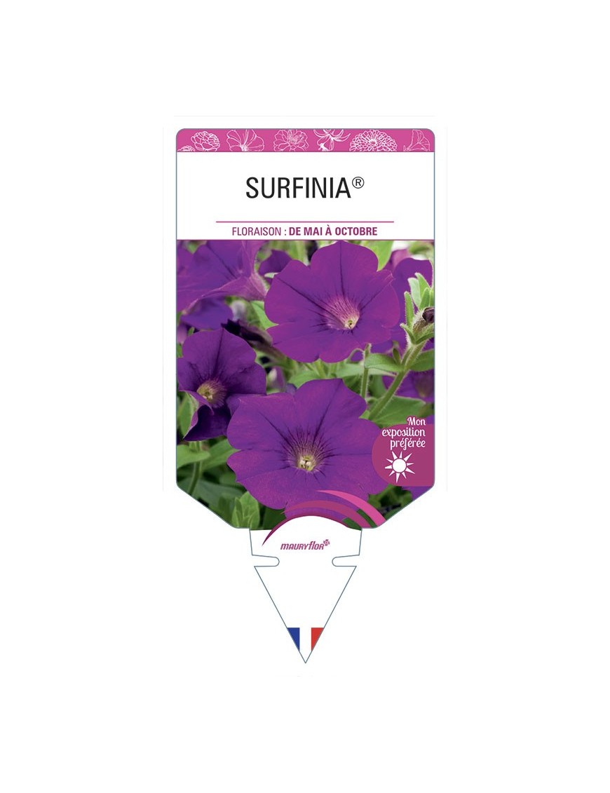 SURFINIA® (pourpre)