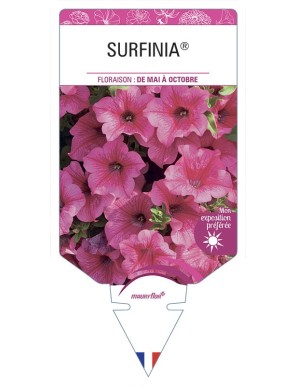 SURFINIA® (Hot Pink)