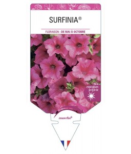 SURFINIA® (Hot Pink)