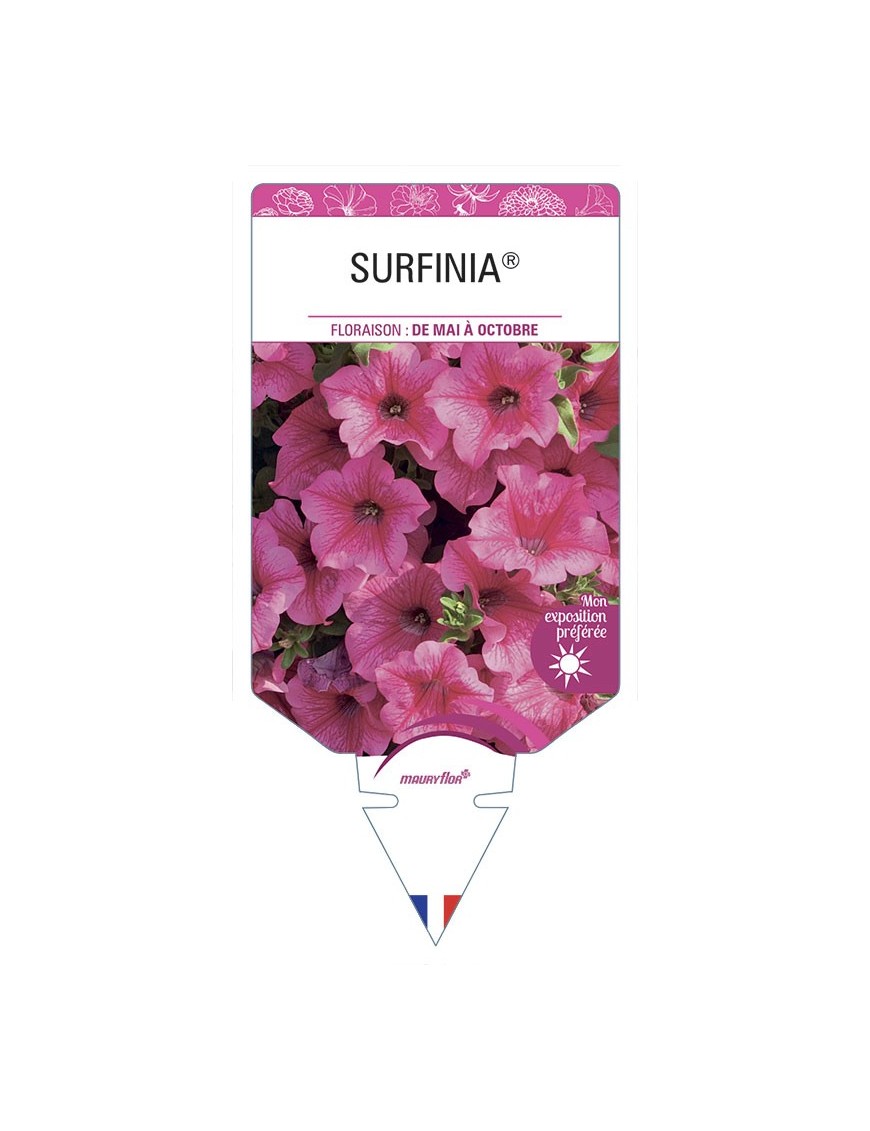 SURFINIA® (Hot Pink)