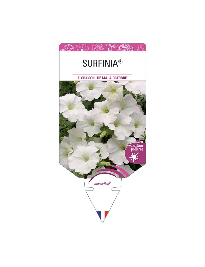 SURFINIA® (blanc)