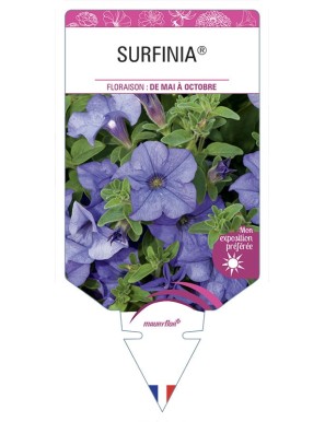 SURFINIA® (bleu veiné)