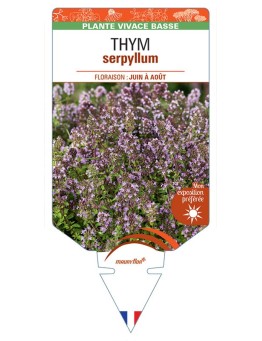 THYMUS SERPYLLUM voir Thym (rouge carmin)