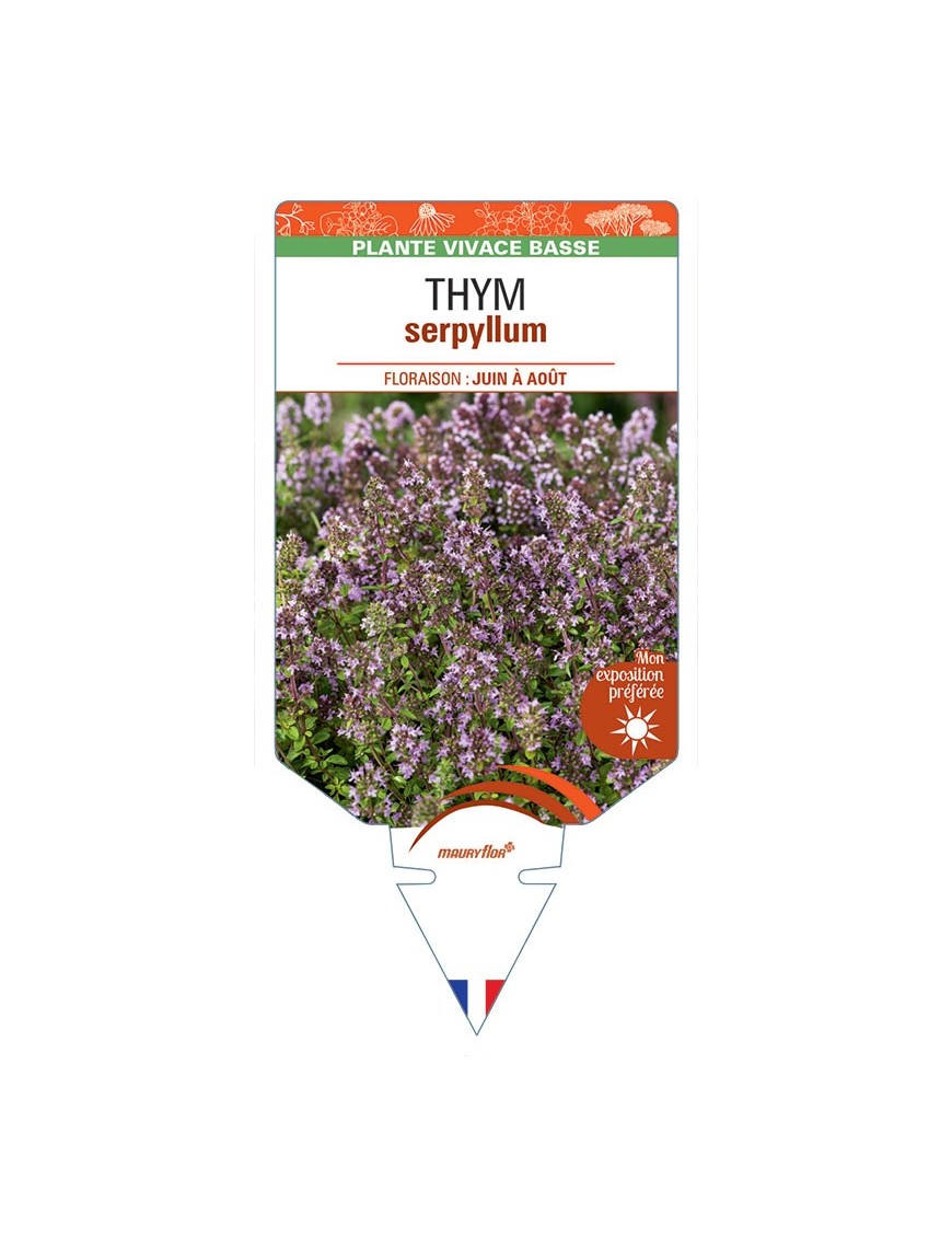 THYMUS SERPYLLUM voir Thym (rouge carmin)