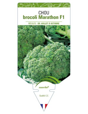 Chou brocoli Marathon F1