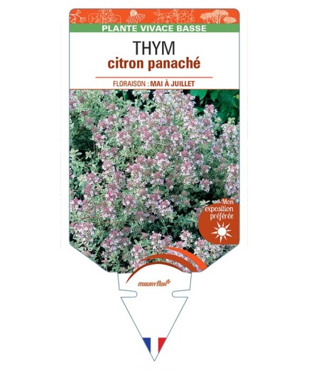 THYMUS x citriodorus panaché blanc voir Thym citron panaché
