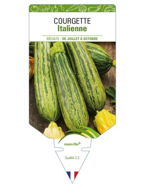 Courgette Italienne