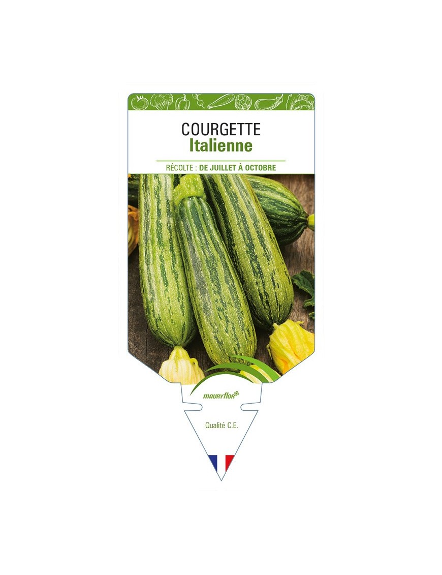 Courgette Italienne