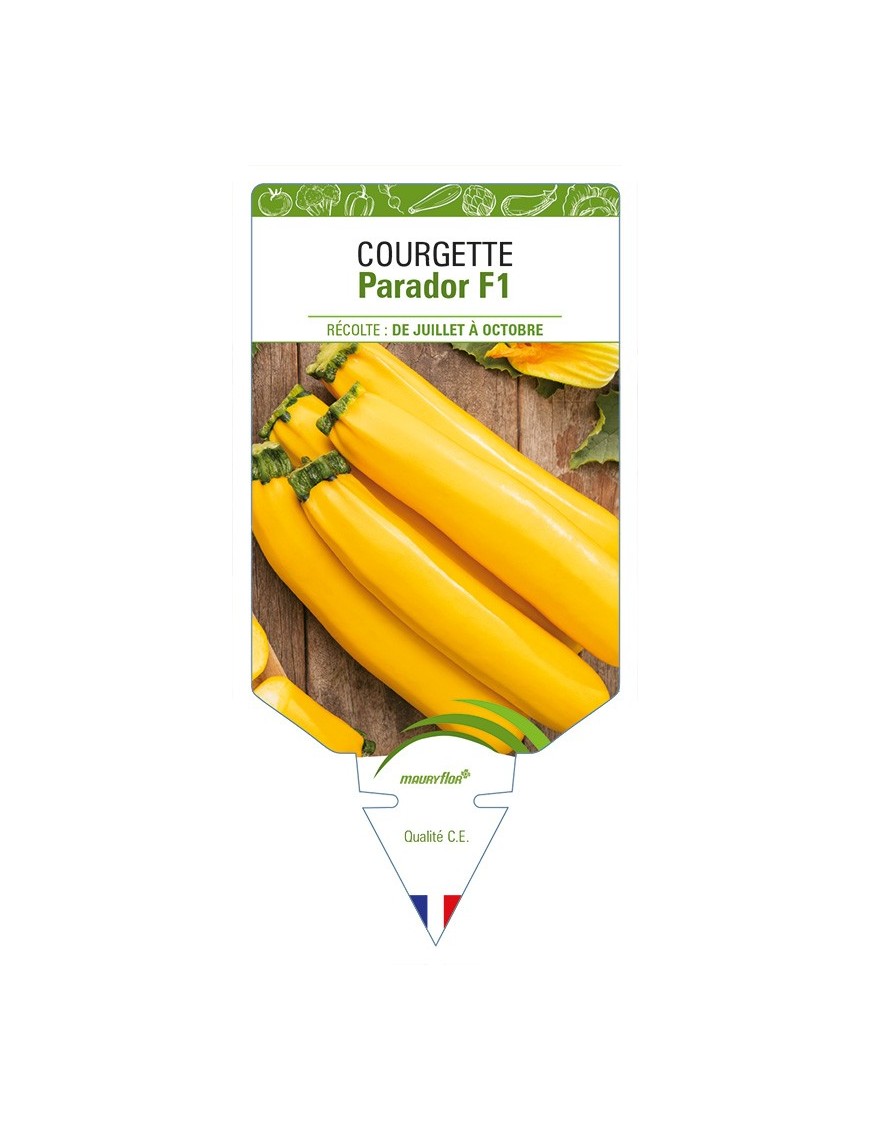 Courgette Parador F1