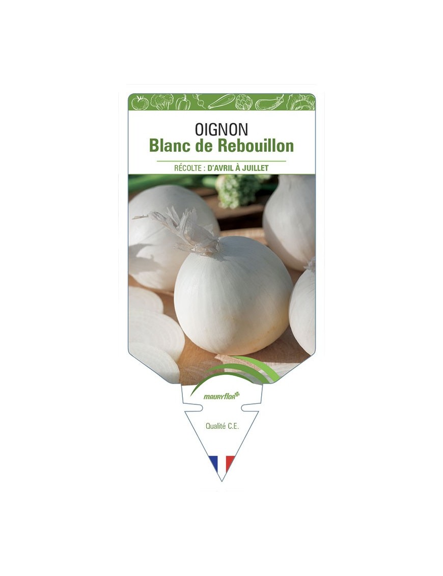 Oignon Blanc de Rebouillon