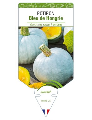 Potiron Bleu de Hongrie