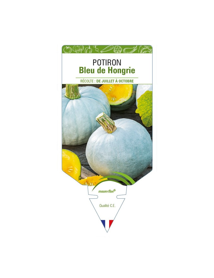 Potiron Bleu de Hongrie