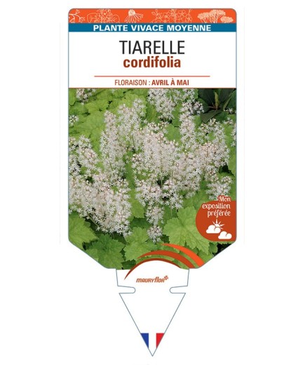 TIARELLA CORDIFOLIA (blanc)
