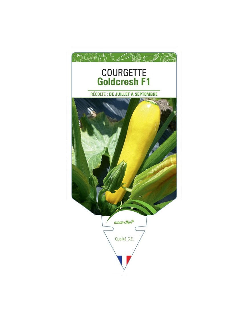 Courgette Goldcresh F1