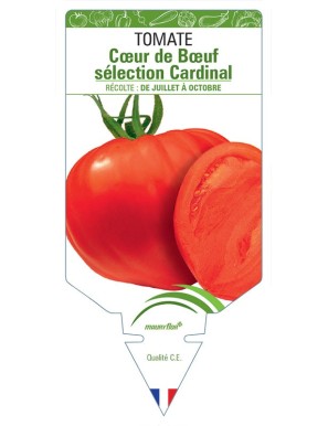 Tomate Cœur de Bœuf sélection Cardinal