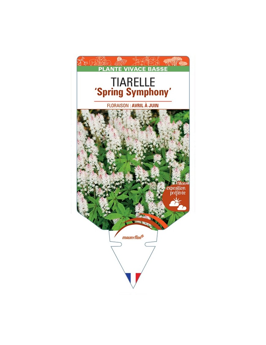 TIARELLA Spring Symphony