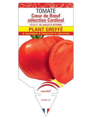 Tomate Cœur de Bœuf sélection Cardinal Plant greffé