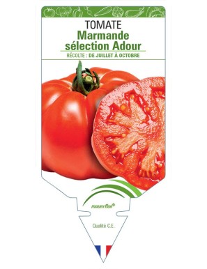Tomate Marmande sélection Adour
