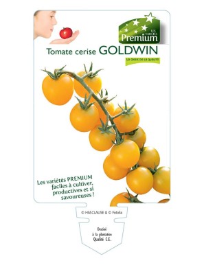 Tomate cerise GOLDWIN