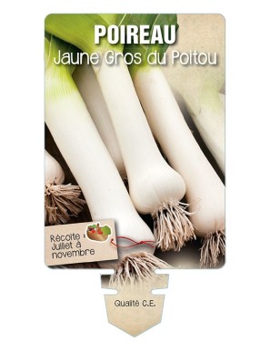 Poireau jaune Gros du Poitou