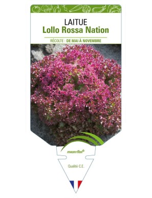 Laitue Lollo Rossa Nation (à couper)