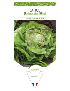 Laitue (pommée) Reine de Mai