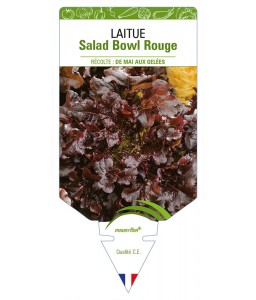 Laitue Salad Bowl Rouge (à...
