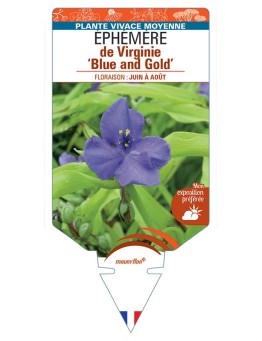 TRADESCANTIA Blue and Gold voir Éphémère de Virginie