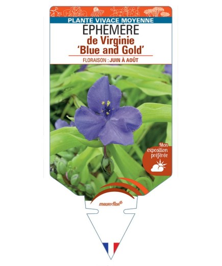 TRADESCANTIA Blue and Gold voir Éphémère de Virginie