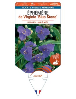 TRADESCANTIA Blue Stone voir Éphémère de Virginie