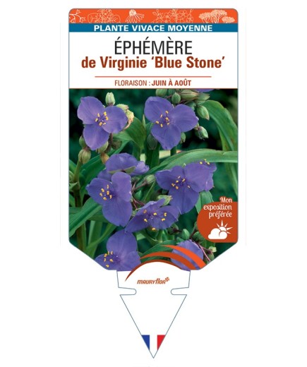 TRADESCANTIA Blue Stone voir Éphémère de Virginie